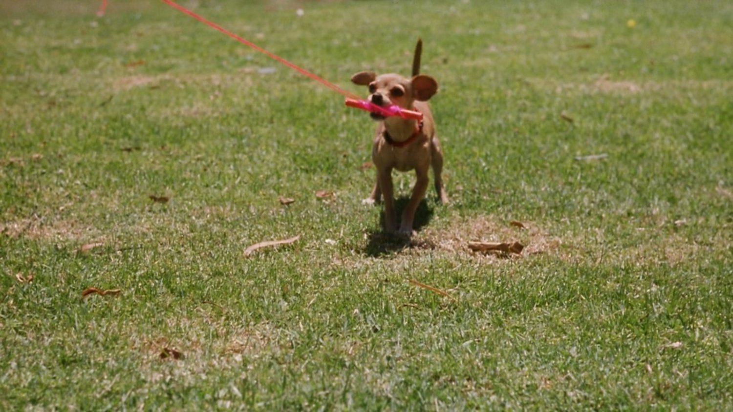 кадри з фільму Пінг кадри з фільму Пінг