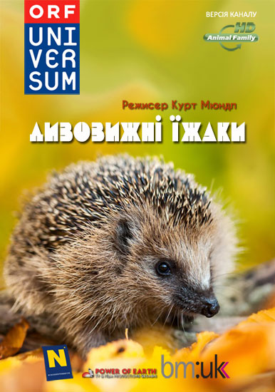 Дивовижні їжаки постер